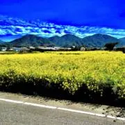 ふなっしーの画像