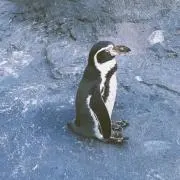 cotoco