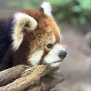 あきの画像