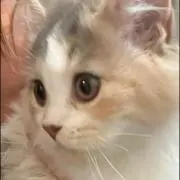 安全窓 