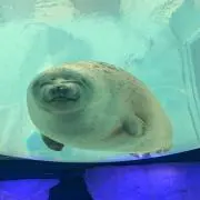 かえちの画像