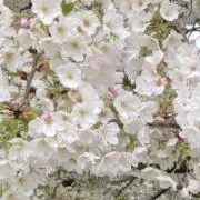 るるの画像