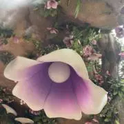 omochimochiの画像