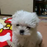マルオ
