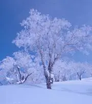 やまやまの画像
