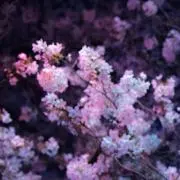 あき＊の画像