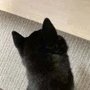 さくれんの画像