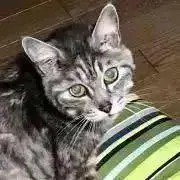 ビビの画像