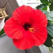 マダムの画像