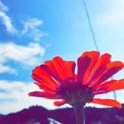 Hana ⭐︎の画像
