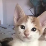 ねこ