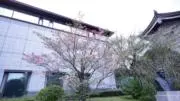 kawajiの画像