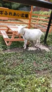 ときめくハイジ☆の画像