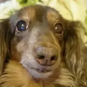 クロ