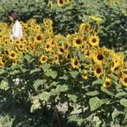 saayan8008の画像
