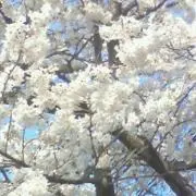 トトロ★プロフ必読★の画像