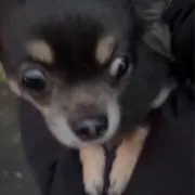 ぶんぶん