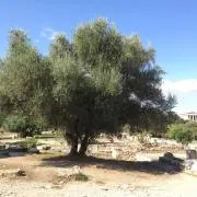 treeの画像