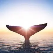 BIGTOTOROの画像