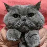 ふく