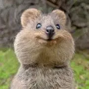 わらびーの画像