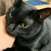 とまとの画像