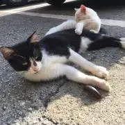 ネコ