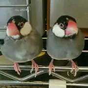 ぶんぺろ※プロフィールご覧下さい