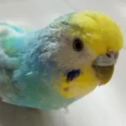 ここそらの画像