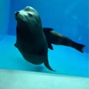 あしかの画像