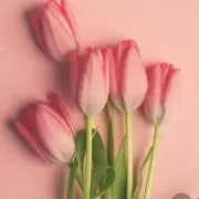 aiko
