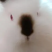 ででまま(プロフ必読)の画像