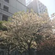 Azu Takaの画像