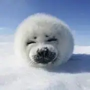 ぺっぱーの画像