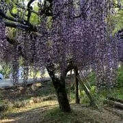 たかし　週末発送ですの画像