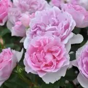 薔薇　おまとめ大歓迎の画像