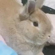 のりぴーの画像