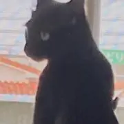 genesの画像