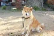 ポンデこりん