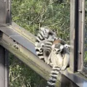 みちゅる