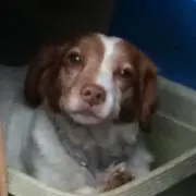 ハチミ丸