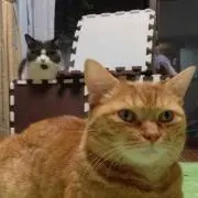ナオキング