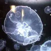 sheepw