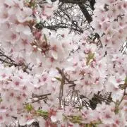bamiの画像