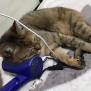 ミント