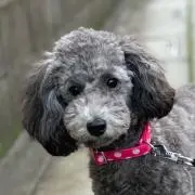 FC東京 adidas トラックジャージ上下セット ハーフパンツ付 選手支給 O FC東京 adidas トラックジャージ上下セット ハーフパンツ付 選手支給 O