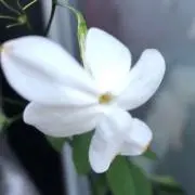 ジャスミンの画像