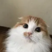レオ