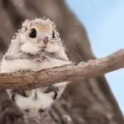 れもももんの画像