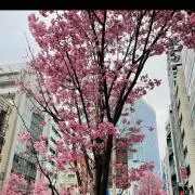 ヤングオイスターの画像